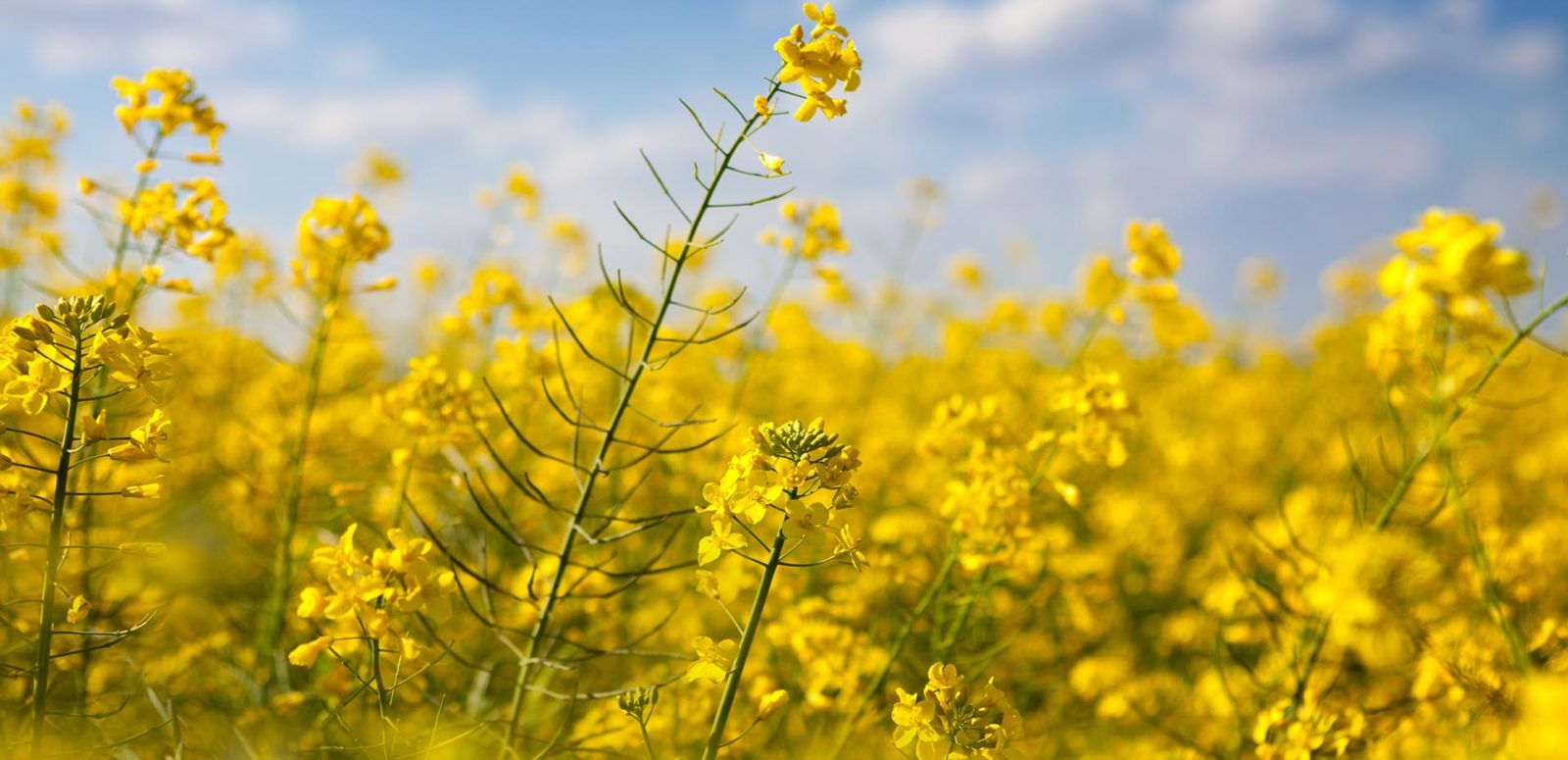 Rapeseed field